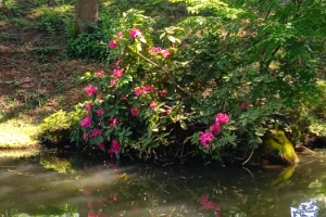 しゃくなげ：池のほとりには４～５月しゃくなげの花が咲きます。